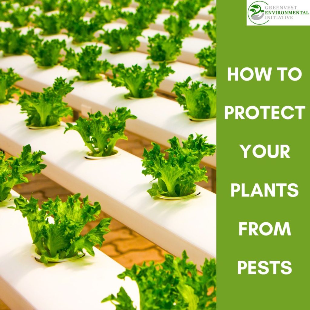 tips-to-protect-your-plants-from-pests-greenvest-environmental-initiative